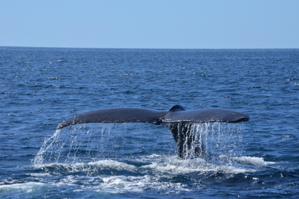 Whale Watching