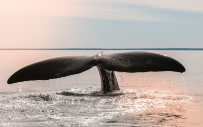 Ocean Wildlife Adventures in Sooke