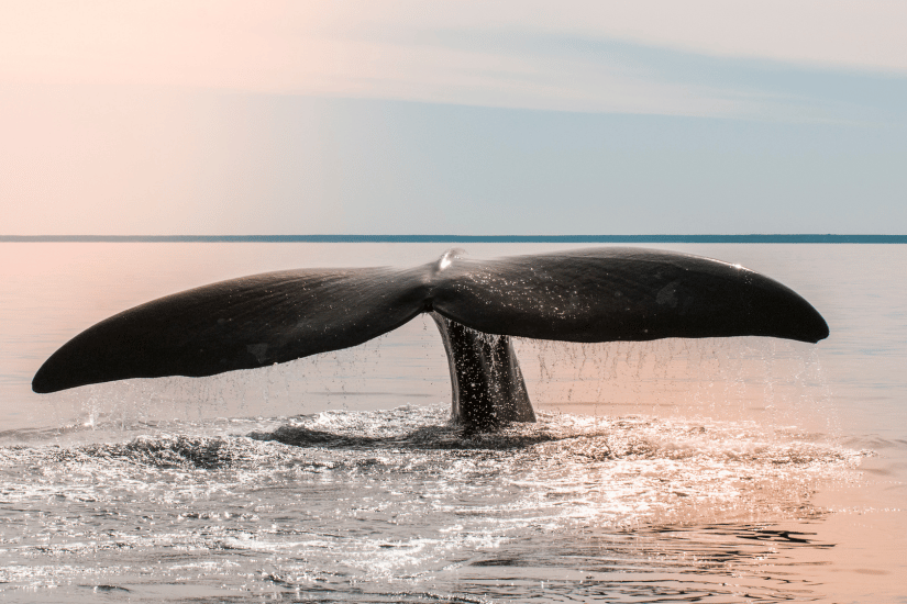 Ocean Wildlife Adventures in Sooke