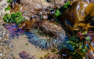 Explore Tide Pools in Sooke