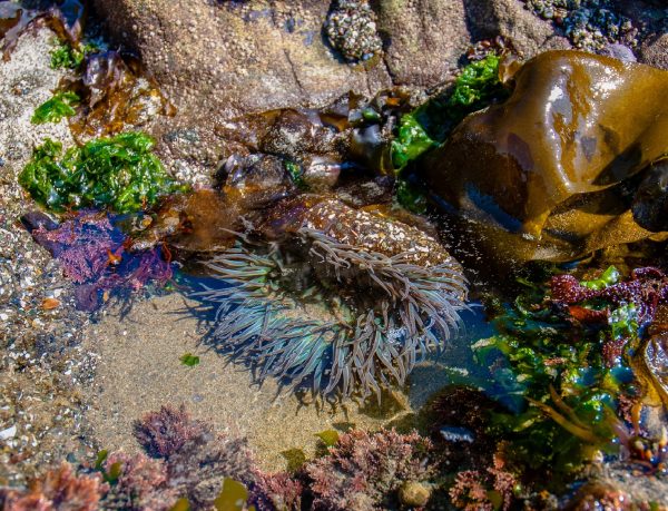 Explore Tide Pools in Sooke