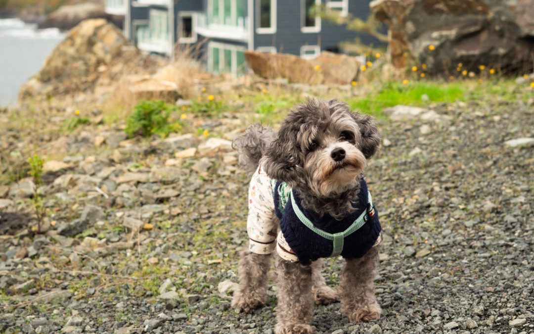 Pet-Friendly in Sooke